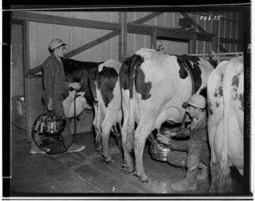 Electric milking machines in use at the DeVierra Dairy (Bill & Joe) in Artesia