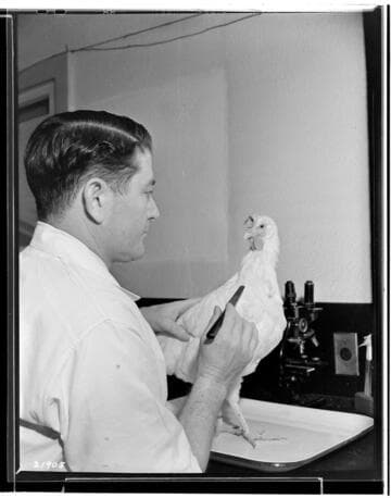 P2 - Poultry - Poultry Book