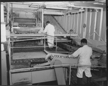 Lemon processing plant making and canning lemonade concentrate