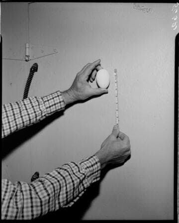 Farmer holding egg up for measurement (3 inches)