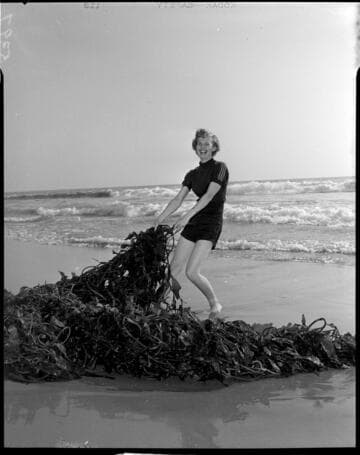 Young lady in shorts and polo shirt pulling on pile of seaweed at the sea shore
