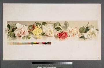 [Proof of roses lined up next to each other]