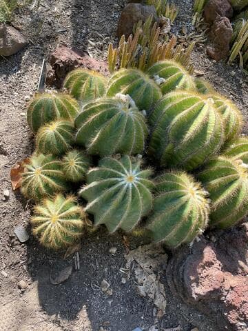 Parodia magnifica
