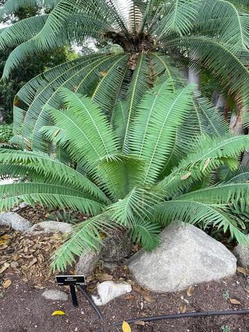 Dioon spinulosum