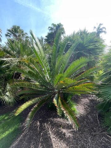 Encephalartos altensteinii