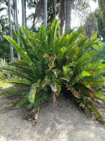Encephalartos altensteinii
