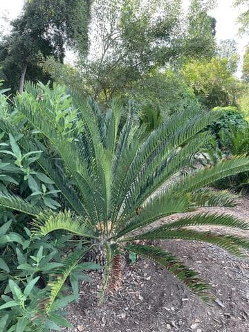 Encephalartos altensteinii