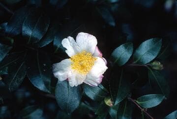 Camellia sasanqua 'Yae-arare' (Double Hailstone)