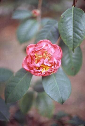 Camellia 'Dr. Clifford Parks'