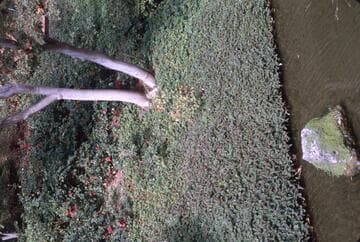 Camellia hiemalis 'Bonanza'