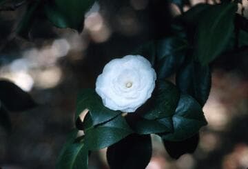 Camellia japonica 'White Perfection'
