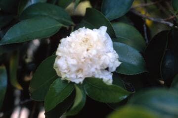 Camellia japonica 'Kona'