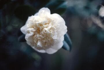 Camellia japonica 'Maid of the Mist'