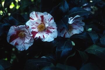 Camellia japonica 'Dainty (California)'