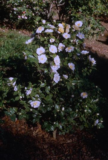 Camellia japonica ssp. rusticana 'Yukigeshiki' (Snow Scene)
