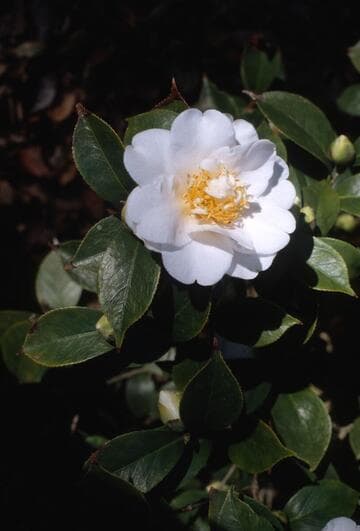 Camellia japonica ssp. rusticana 'Yukigeshiki' (Snow Scene)