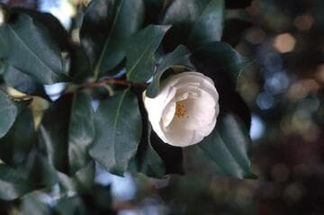 Camellia japonica 'Snow Tulip'