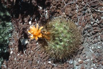 Borzicactus weberbaueri