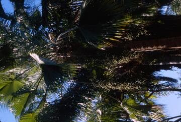 Brahea edulis x B. brandegeei