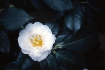 Camellia japonica 'Charlotte Hoak'