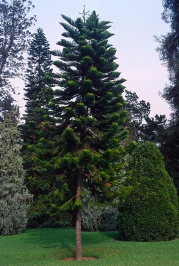 Araucaria heterophylla