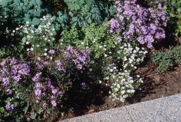 Aster ericoides 'Monte Cassino'