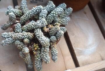 Anacampseros baeseckei