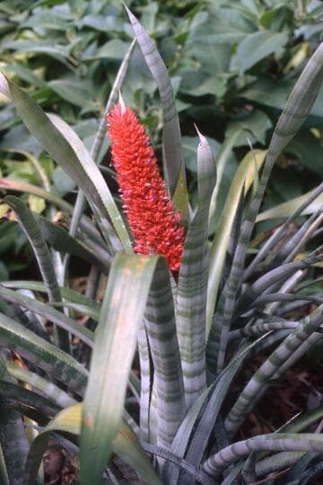Aechmea distichantha x A. phanerophlebia