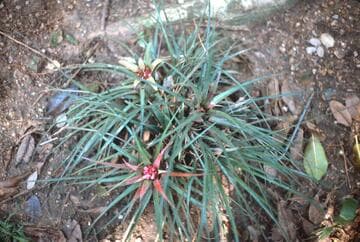 Aechmea recurvata 'Minima'