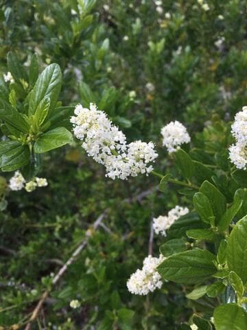 Ceanothus thyrsiflorus 'Snow Flurry'