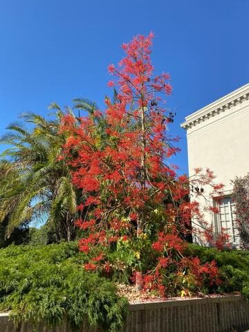 Brachychiton acerifolius