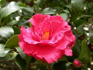 Camellia japonica 'Fred Sander Variegated'