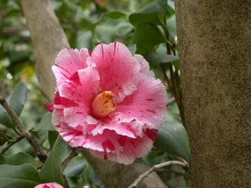 Camellia japonica 'Dainty (California)'