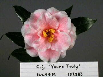 Camellia japonica 'Yours Truly'