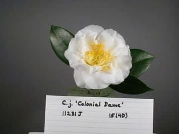 Camellia japonica 'Colonial Dame'