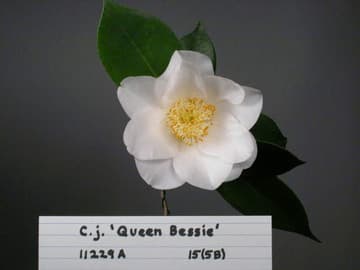 Camellia japonica 'Queen Bessie'