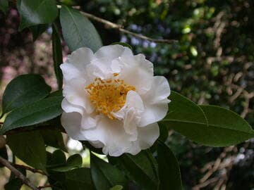 Camellia japonica 'Finlandia Blush'
