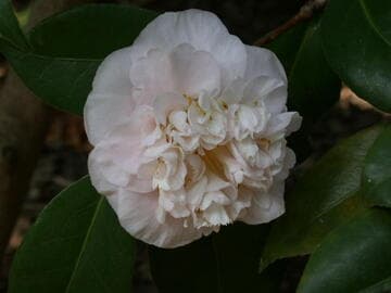 Camellia japonica 'Mrs. D. W. Davis'