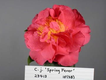 Camellia japonica 'Spring Fever'