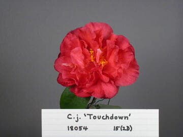 Camellia japonica 'Touchdown'