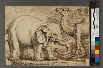 Elephant, Camel, and Two Monkeys