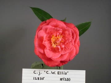 Camellia japonica 'G. W. Ellis'