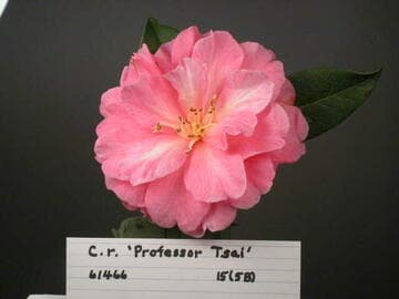 Camellia reticulata 'Maye Taohong'
