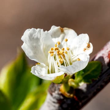 Prunus 'Elephant Heart'