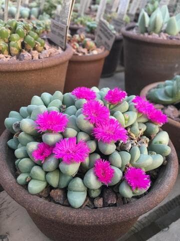 Argyroderma framesii