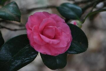 Camellia japonica 'William Bull'