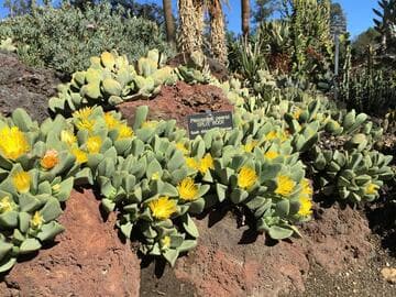 Pleiospilos peersii