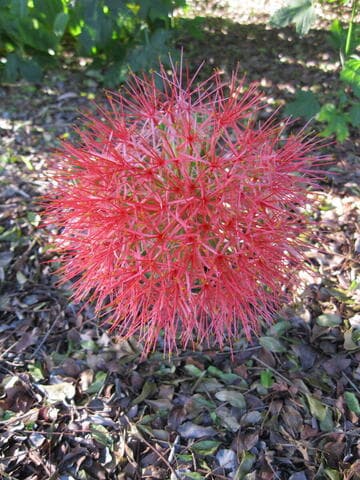 Scadoxus multiflorus ssp. multiflorus