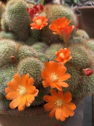 Rebutia fiebrigii