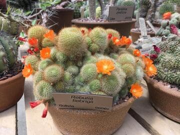 Rebutia fiebrigii